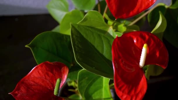 Pąki Anthurium Czarnym Tle Czerwony Kwiat Domowy Żółtym Środkiem Kwiat — Wideo stockowe