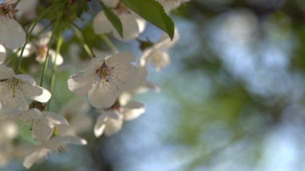 Cereja Branca Floresce Vento Primavera Jardim Árvore Fruto Com Flores — Vídeo de Stock
