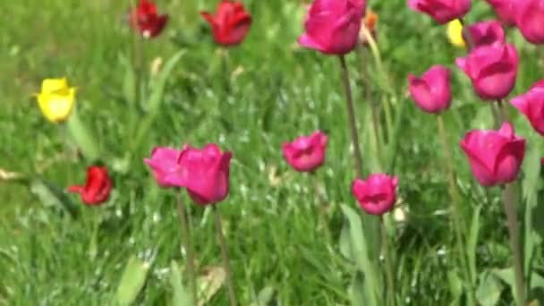 Tulip Merah Muda Mekar Musim Semi Blur Bokeh Bunga Alam — Stok Video