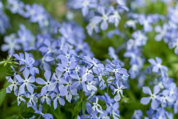 Fabulous Blue Dark Center. Blue phlox flowers. Floral background in the summer garden. Periwinkle flower bud bouquet on a flower bed. Flora petal nature. Aesthetic botany.