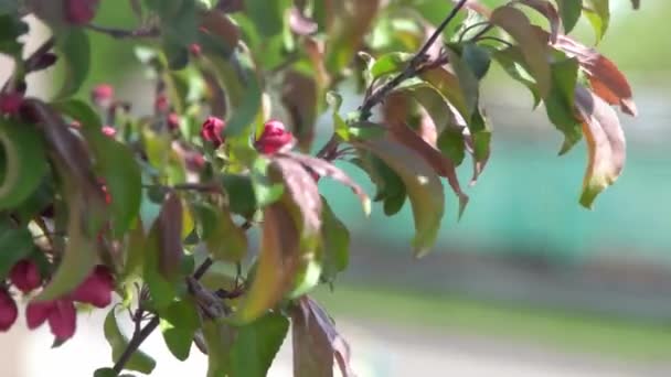 Folhas Verdes Aplausos Cor Rosa Vermelhos Florescem Vento Primavera Jardim — Vídeo de Stock