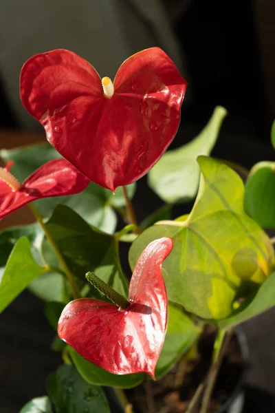 Siyah arka planda Anthurium tomurcukları. Sarı merkezli kırmızı ev çiçeği. Kalp şeklinde bir çiçek gibi. Anthurium andraeanum Araceae veya Arum misafirperverliği simgeler. Kırmızı flamingo anthurium. Yaprak yaprağı