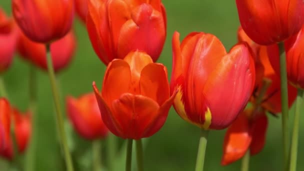Red Tulips Bloom Spring Blur Bokeh Tulip Flower Nature Floral — Stock Video