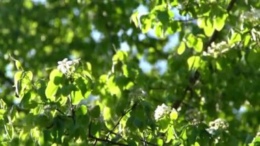 Yeşil yapraklar. Rüzgarda sallanan beyaz elma ağacı çiçekleri. Bahar çiçeği bahçesi. Çiçek doğal bir geçmişi var. Gün ışığında narin çiçekler. Bulanık bokeh doğa. Çiçek tomurcuğu Yaprak yakın çekim