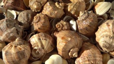 Kumsalda deniz kabukları. Yaz dönemi. Rapan deniz kabuğu kabuğu üst görünümü. Bej açık renk. Estetik minimalizm. Doğa güzelliği. Çok renkli deniz kabuklarının karışımı. Okyanus kıyısında. Deniz kabuğu güneş ışığı