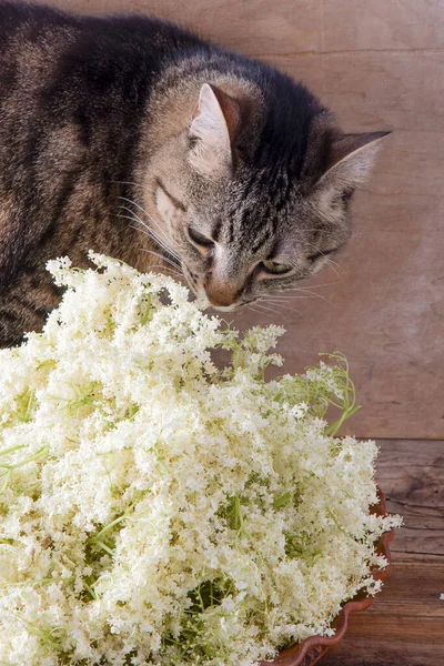 Elder flowers and cat. White flower shrub. Harvesting buds for making syrup and drink. Cooking and food in a bowl on the table.