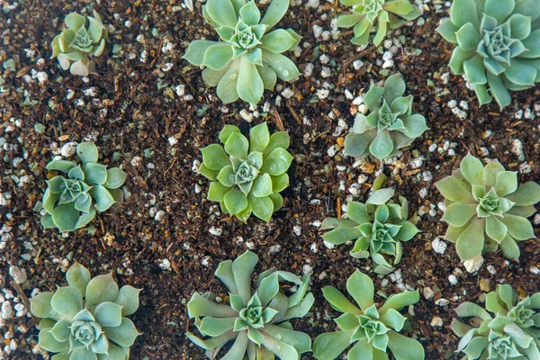 정원에서 자라는 에체베리아 플로우 식물학적 — 스톡 사진
