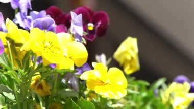 Sarı mor ibneler rüzgarda sallanıyor. Güneşli bir gün. Bahçe arka planı. İbne bir Viola çiçeği yetiştir. Çiçek açan bahar. Bahçıvanlık. Bitki bilimi. Çiçek açan ruh hali. Güzel estetik yaprak bitkisi
