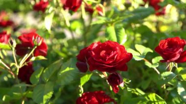 Kırmızı güller. Bahçedeki çalılık. Gül goncası. Yaz çiçeği yaprakları. Doğada gül tomurcuğu. Dallar ve yapraklar. Botanik fabrikası.