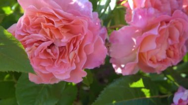 Pembe güller. Bahçedeki çalılık. Gül goncası. Yaz çiçeği yaprakları. Doğada gül tomurcuğu. Dallar ve yapraklar. Botanik fabrikası.