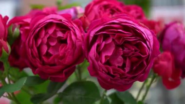 Pembe kırmızı güller. Bahçedeki çalılık. Gül goncası. Yaz çiçeği yaprakları. Doğada gül tomurcuğu. Dallar ve yapraklar. Botanik fabrikası.