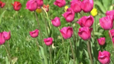 Pembe laleler baharda çiçek açar. Görüntü bokeh. Lale çiçeği doğası. Çiçek arkaplan. Botanik bahçesi. Çiçek tomurcukları. Çiçek açan ruh hali. Güzel estetik yaprak bitkisi. Rüzgarın sallanması. Güneşli bir gün.