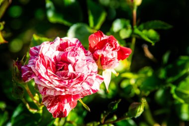 Kırmızı beyaz güller. Bahçedeki çalılık. Gül goncası. Yaz çiçeği yaprakları. Doğada gül tomurcuğu. Dallar ve yapraklar. Botanik fabrikası.