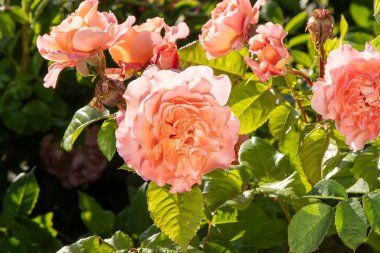 Pembe güller. Bahçedeki çalılık. Gül goncası. Yaz çiçeği yaprakları. Doğada gül tomurcuğu. Dallar ve yapraklar. Botanik fabrikası.