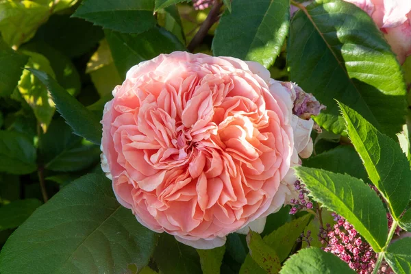 Rosas Cor Rosa Bush Jardim Rosebud Pétalas Flores Verão Gema — Fotografia de Stock