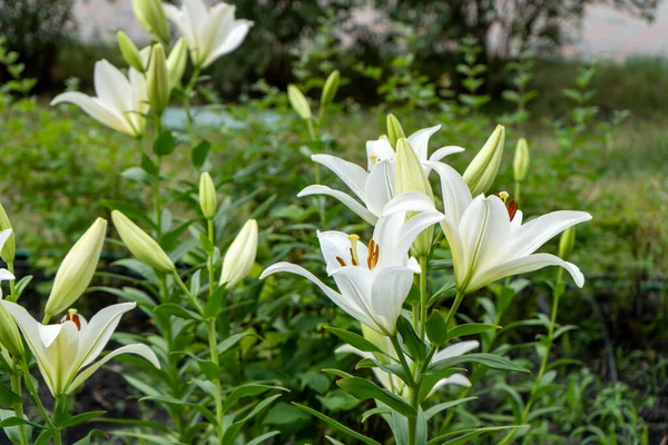 White lily flowers. Bud in the garden. Grow a bush of lilies. Petals, bud and leaves of a flower. Nature background. Summer flowers. Floriculture plant. Blossom closeup petal. Green floral flowerbed