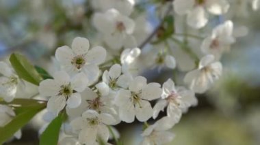 Beyaz kiraz çiçekleri rüzgarda sallanıyor. Bahar çiçekli meyve ağacı bahçesi. Çiçek doğal bir geçmişi var. Gün ışığında narin çiçekler. Bulanık bokeh doğa. Çiçek tomurcuğu Yaprak yakın çekim. Estetik