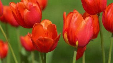 Kırmızı laleler baharda çiçek açar. Görüntü bokeh. Lale çiçeği doğası. Çiçek arkaplan. Botanik bahçesi. Çiçek tomurcukları. Çiçek açan ruh hali. Güzel estetik yaprak bitkisi. Rüzgarın sallanması. Güneşli bir gün.