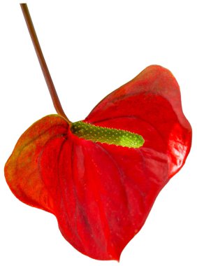 Beyaz arka planda bulunan Anthurium. Sarı merkezli kırmızı ev çiçeği. Kalp şeklinde bir çiçek gibi. Anthurium andraeanum Araceae Arum misafirperverliği simgeler. Kırmızı flamingo anthurium bitki yaprağı