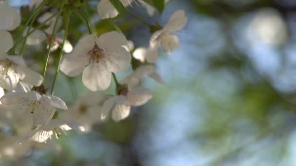 白色的樱花在风中摇曳 春天开花的果树花园 植物的自然背景 明媚的花朵在阳光下绽放 模糊的Bokeh自然 花绽放花蕾叶特写 — 图库视频影像