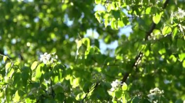 Yeşil yapraklar. Rüzgarda sallanan beyaz elma ağacı çiçekleri. Bahar çiçeği bahçesi. Çiçek doğal bir geçmişi var. Gün ışığında narin çiçekler. Bulanık bokeh doğa. Çiçek tomurcuğu Yaprak yakın çekim