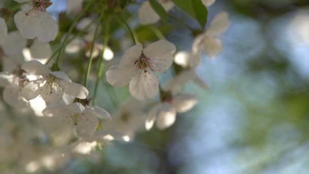 Fehér Cseresznyevirágok Ringatóznak Szélben Tavaszi Virágzó Gyümölcsfa Kert Virágos Természetes — Stock videók