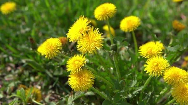 Baharda Yeşil Bir Çayırda Sarı Çiçekli Karahindiba Rüzgarda Karahindiba Çiçeği — Stok video