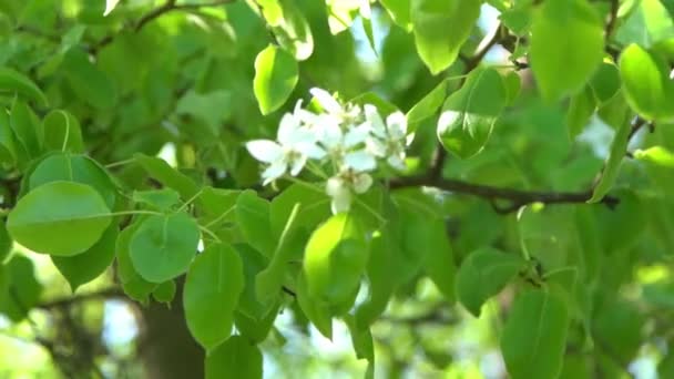 Folhas Verdes Aplausos Brancos Florescem Vento Primavera Jardim Florido Fundo — Vídeo de Stock