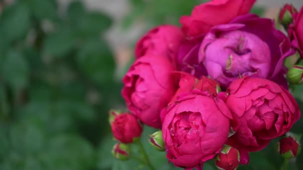 Ροζ Κόκκινα Τριαντάφυλλα Μπους Στον Κήπο Ρόουζμπαντ Καλοκαιρινά Πέταλα Τριανταφυλλιά — Αρχείο Βίντεο