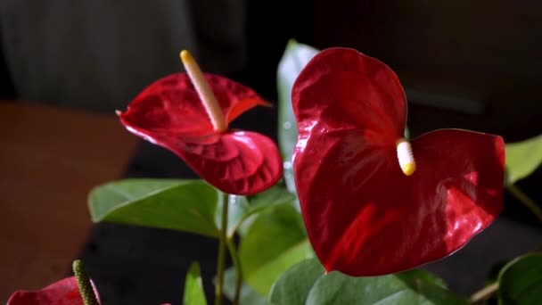 Anturiové Pupeny Černém Pozadí Červená Domácí Květina Žlutým Středem Květina — Stock video