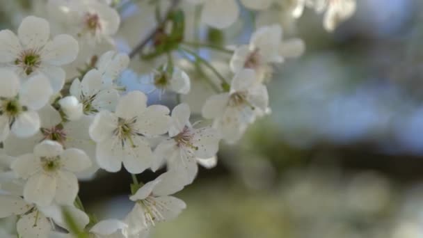 Fehér Cseresznyevirágok Ringatóznak Szélben Tavaszi Virágzó Gyümölcsfa Kert Virágos Természetes — Stock videók