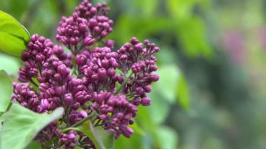 Leylak çiçeği dalı. Çiçekli arka plan, doğal bahar. Çiçekli leylak çiçeği tomurcuğu. Bahar zamanı rengi. Güzel mor yaprak bitkisi. Botanik bitki havası Yaz bahçesi Pembe Liliak rüzgarı sallanıyor