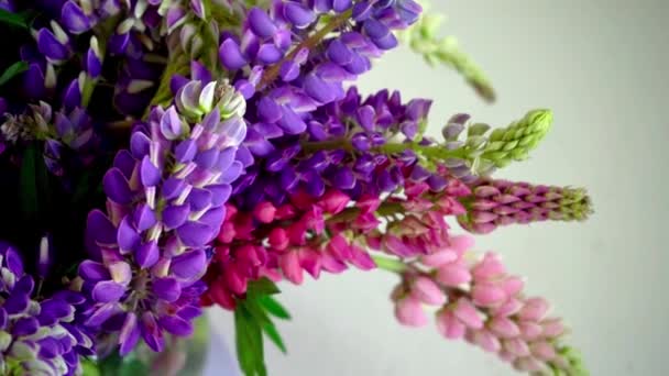 Ein Strauß Lupinen Bunte Sommerblumen Rosa Und Lila Auf Grauem — Stockvideo