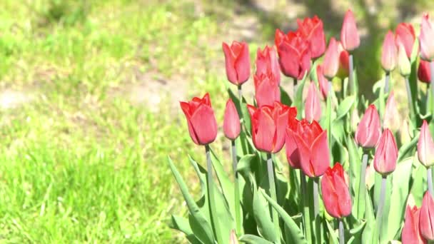 Červené Tulipány Kvetou Jaře Šmouha Bokeh Tulipánová Květinová Příroda Květinové — Stock video
