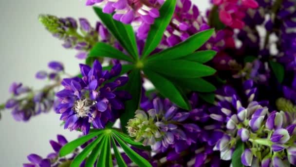Bouquet Lupines Multicolored Summer Flowers Pink Purple Grey Background Lupine — Stock Video