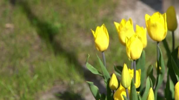 黄色的郁金香在春天开花 模糊的Bokeh 郁金香花的本质 植物的背景 植物园 开朗的心情美丽的花瓣植物 风儿摇曳着 阳光灿烂 — 图库视频影像