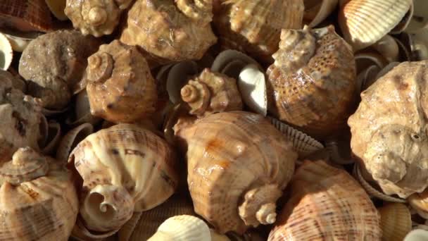 Conchas Marinhas Praia Fundo Verão Vista Superior Concha Rapan Conch — Vídeo de Stock