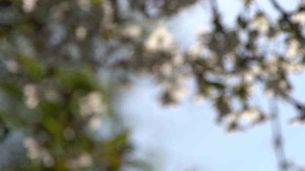 Les Cerisiers Blancs Balancent Dans Vent Jardin Arbres Fruitiers Fleurs — Video