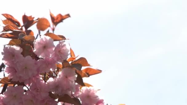 Flou Fleurs Cerisier Fleurs Roses Printemps Jardin Arboré Plein Soleil — Video