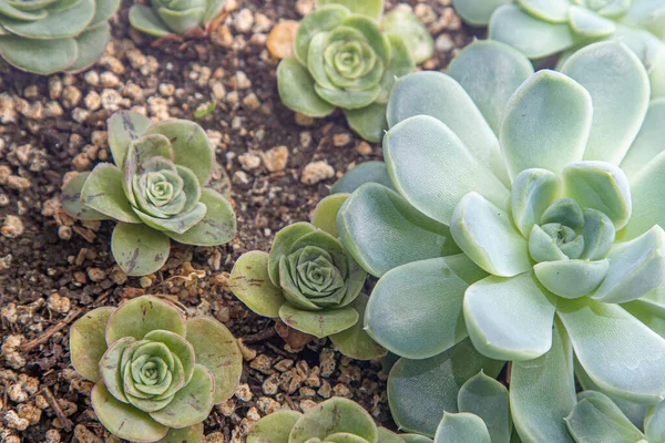 Greenovia hierro slowers family in pot. Crassula flower is a type of succulent. Growing a cactus plant at home. Floriculture. Green echeveria leaves natural background. Flora leaf bud