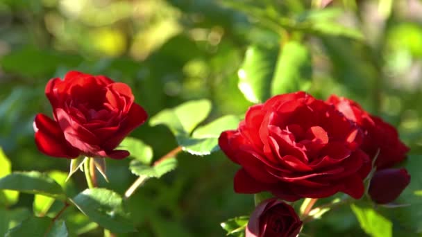 Červené Růže Bush Zahradě Poupě Letní Okvětní Lístky Růže Přírodě — Stock video