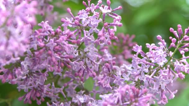 Lilac Květinová Větev Květinové Pozadí Přírodní Jaro Kvetoucí Šeříkový Poupě — Stock video