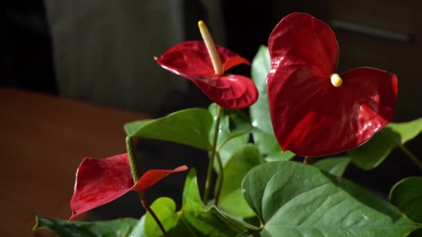 Pąki Anthurium Czarnym Tle Czerwony Kwiat Domowy Żółtym Środkiem Kwiat — Wideo stockowe