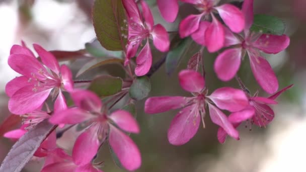 Flores Macieira Rosa Avermelhadas Primavera Jardim Florido Fundo Natural Floral — Vídeo de Stock