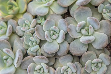 Çiçek tipi Echeveria Jelly Snow Angel. Sulu kaktüs bitkisi. Yeşil çiçek doğası bitki örtüsü. Evde kaktüs yetiştiriyorum. Çiçekçilik. Doğal estetiği terk eder. Flora yaprağı dokusu.