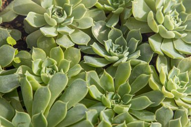 Çiçek tipi Echeveria Hyalina. Sulu kaktüs bitkisi. Yeşil çiçek doğası bitki örtüsü. Evde kaktüs yetiştiriyorum. Çiçekçilik. Doğal estetiği terk eder. Flora yaprağı dokusu.