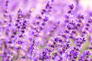 Mor lavanta çiçeği çalısı. Tarlada çiçek. Doğa geçmişi. Bahçede güzel kokulu bir bitki yetiştir. Yaz çiçeği bal bitkisi. Yakın plan..