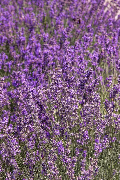 紫色薰衣草花丛 田里的花自然背景 在花园里种了一棵芬芳的植物 夏花蜂蜜植物特写 — 图库照片