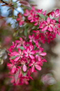 Kırmızı pembe elma ağacı çiçekleri. Bahar çiçeği bahçesi. Çiçek doğal bir geçmişi var. Elma Yengeci ağacı çiçekleri yavaş çekimde. Bulanık bokeh doğa. Çiçek tomurcuğu Yaprak estetiği. Erik.