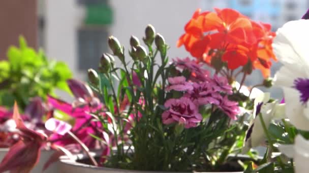 Semak Bunga Merah Muda Dalam Susunan Bunga Bunga Musim Semi — Stok Video